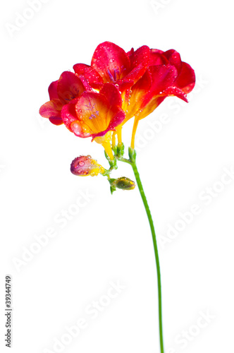 branch of red and yellow freesia