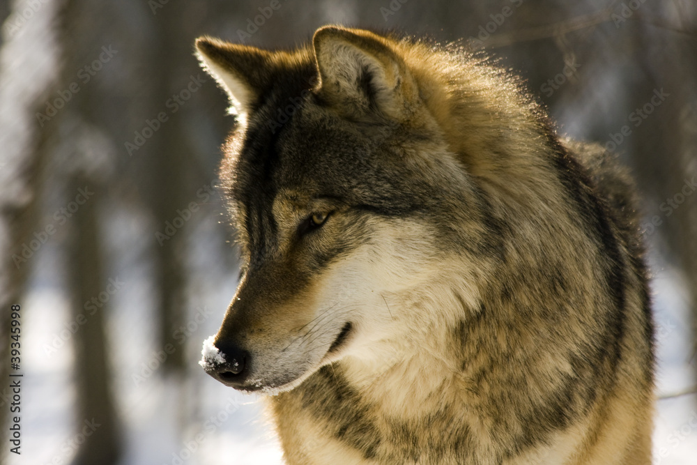 Fototapeta premium European gray wolf (Canis lupus lupus)