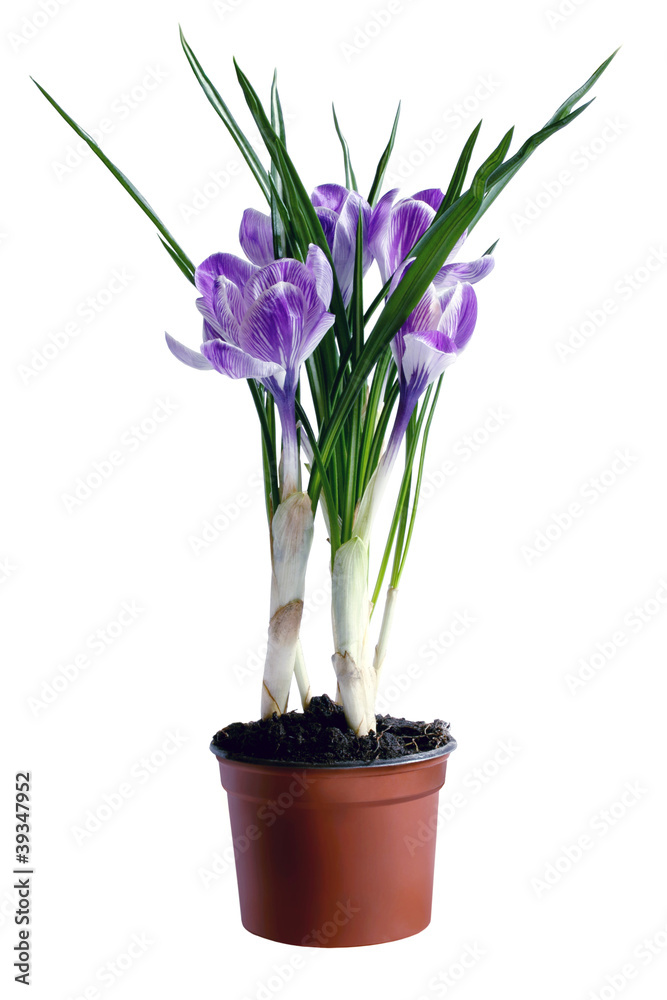 Crocus in the flowerpot