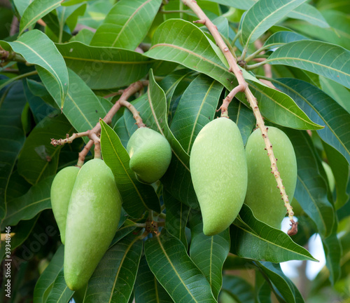 raw mango on tree
