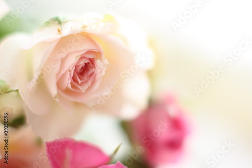 Pink roses close up on white background