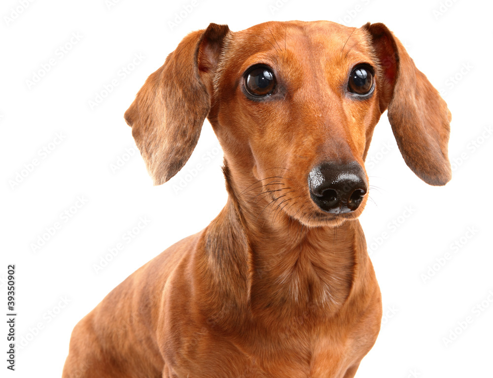 Dachshund Dog