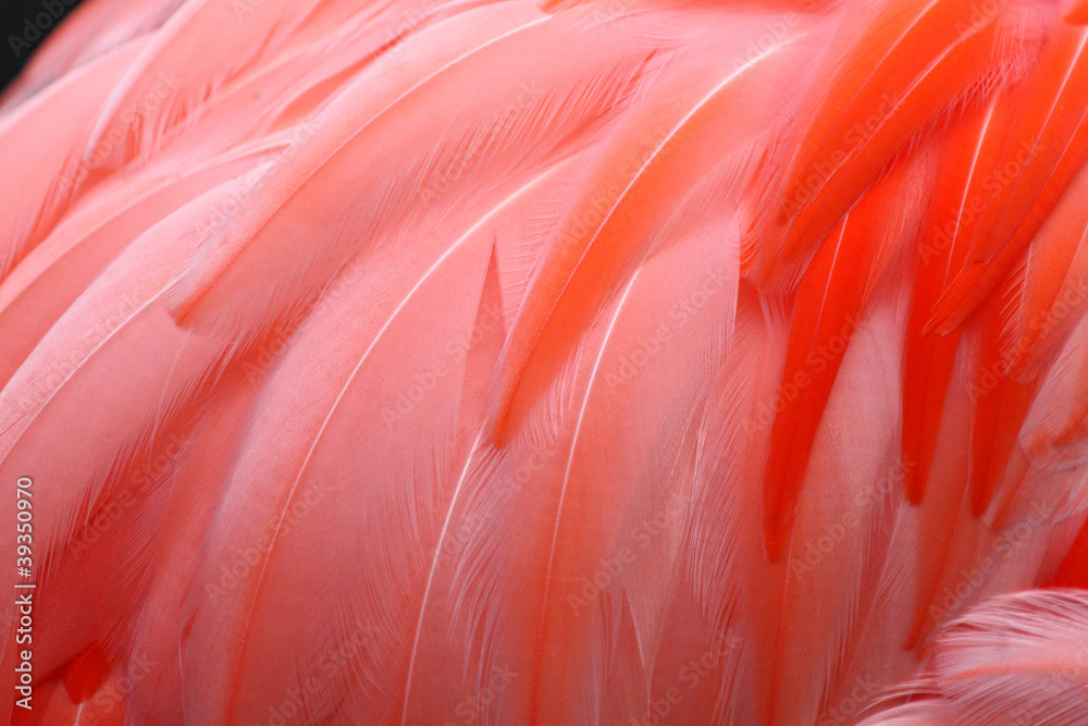 Red feather background