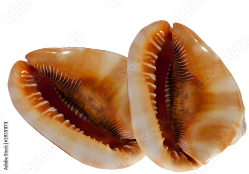 Obraz na plátně two cowrie shells