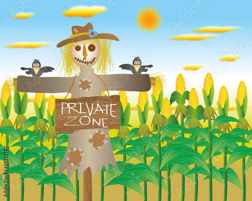 Scarecrow in private zone cornfield with the crows.
