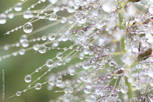 Tracery Of Water Droplets