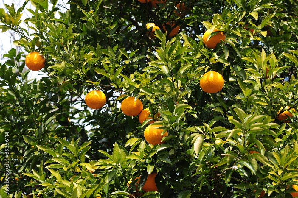 Citrus hassaku-2