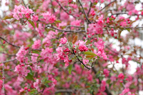 Peach blossoms © Darya Prokapalo