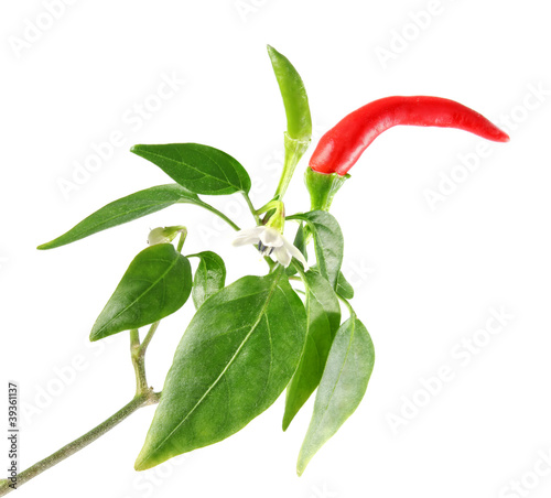 Fototapeta Naklejka Na Ścianę i Meble -  twig with red green chili pepper flower and leaves isolated on