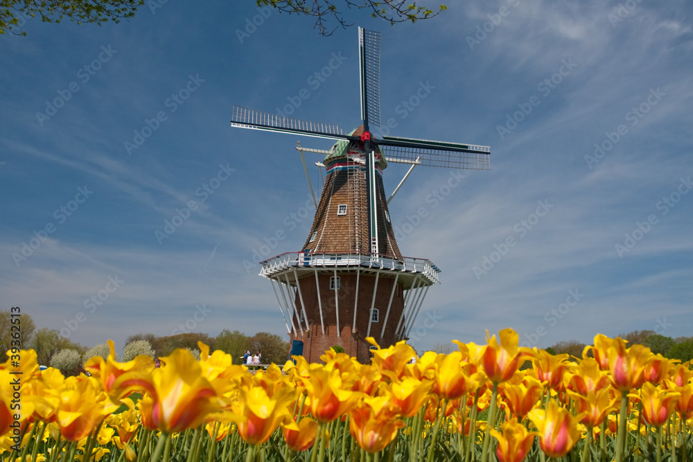 Windmill with Tulips