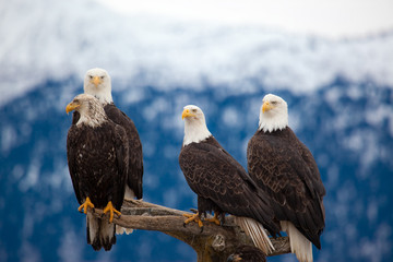 Wandcirkels Arend Twee Amerikaanse zeearenden samen  © lowthian