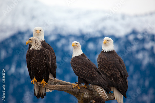 Canvas Print American Bald Eagles