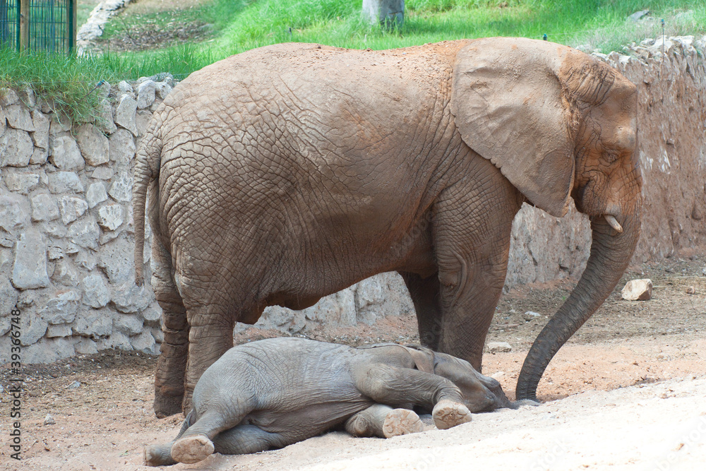 Fototapeta premium Elephant and baby elephant in zoo