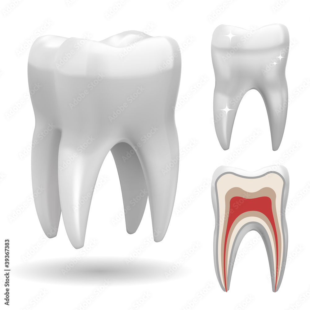 Isolated three-dimensional tooth, with front and cut version Isolated three-dimensional tooth, with front and cut version