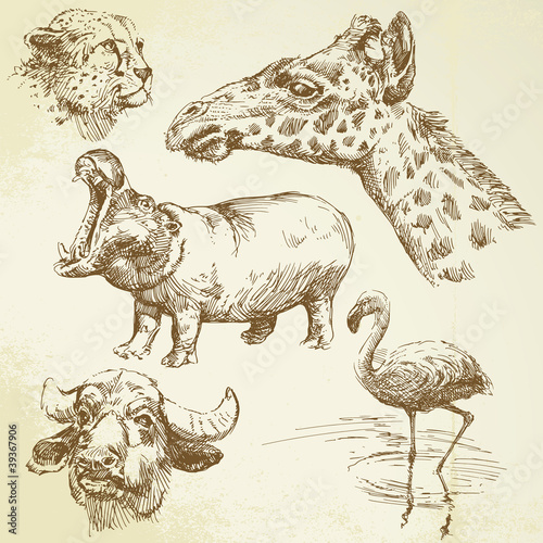 wild animals - hand drawn set