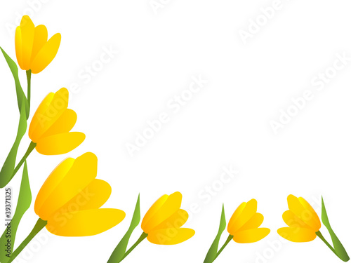 Tulpen