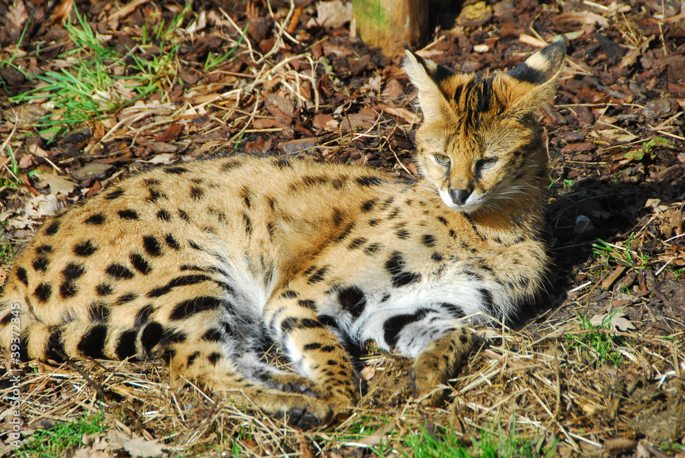 Fototapeta premium serval