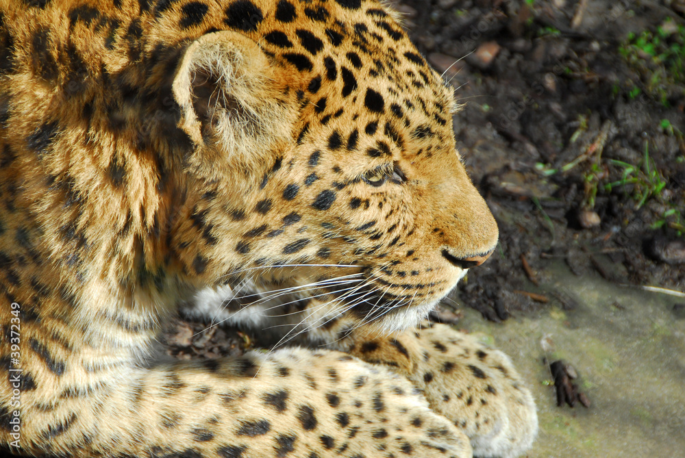 Obraz premium léopard2