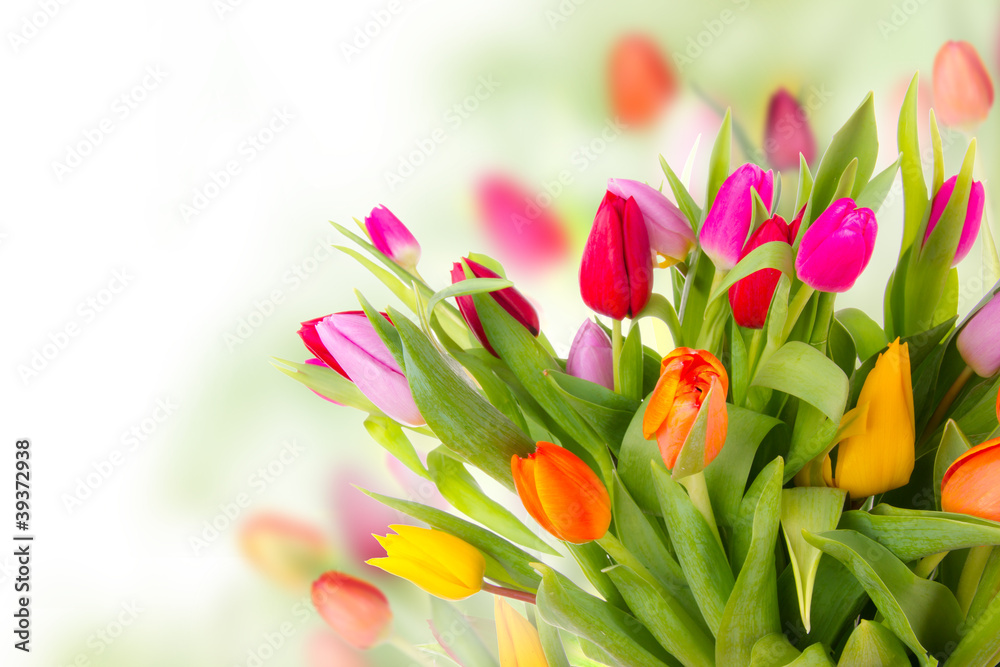 Naklejka premium Bukiet świeżych tulipanów