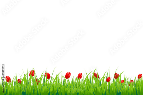 Fototapeta Naklejka Na Ścianę i Meble -  Red Tulip Border