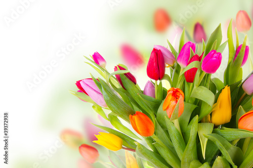 Vászonkép Fresh tulips bouquet
