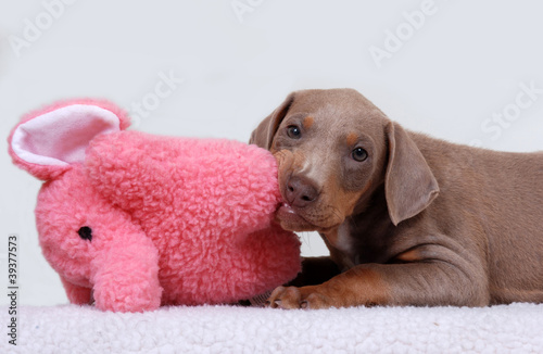 Doberman Pinscher puppy, fawn color, chewing on toy