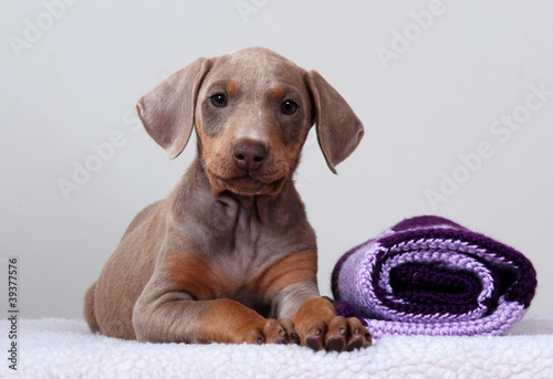Картината върху платно Doberman Pinscher puppy, fawn color