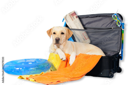 LABRADOR IN PARTENZA PER LE VACANZE photo