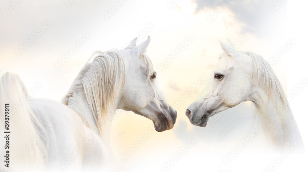 arabian white horse