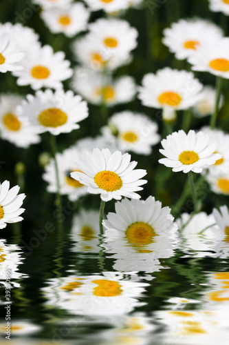 Daises reflecting in water close up