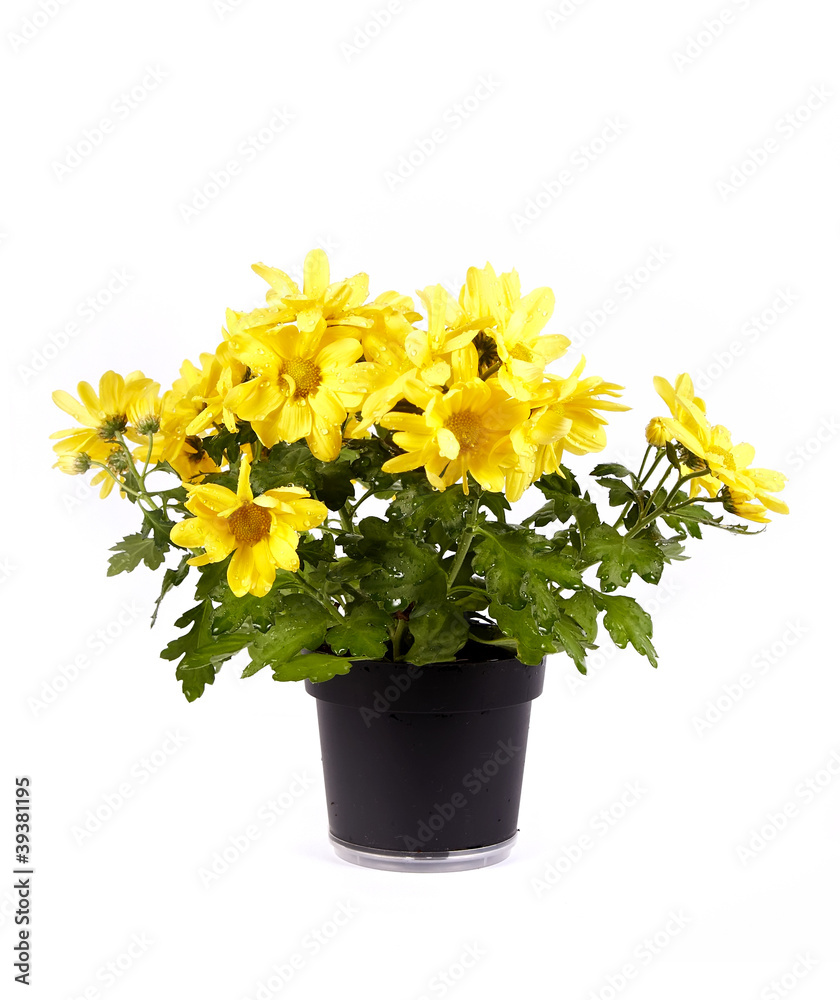 Yellow chrysanthemum in a pot