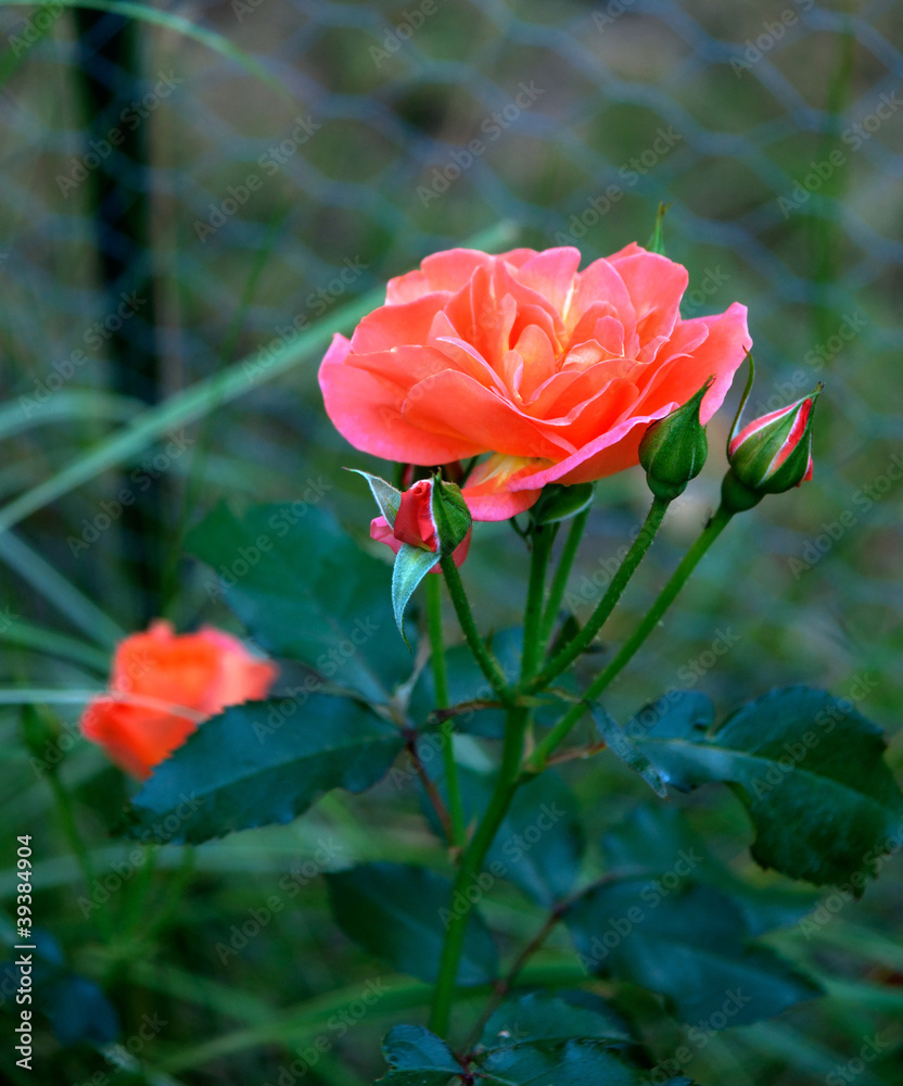Obraz premium Pink rose