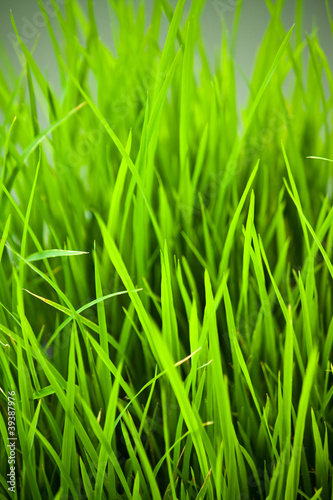green grass in green field