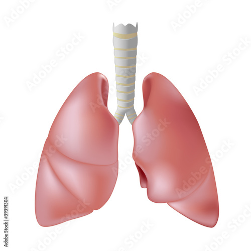 Human lungs isolated on white, eps8