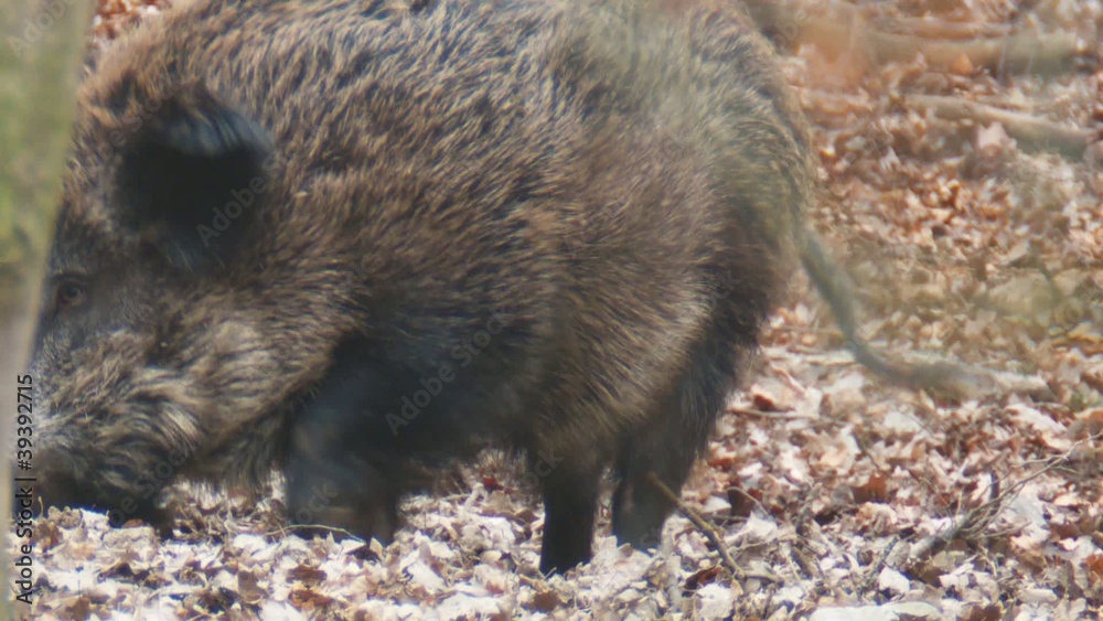 wildschweine wildschweine