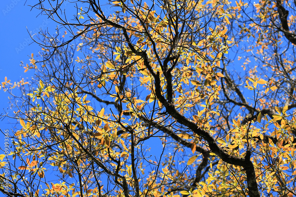 yellow leave yellow leave