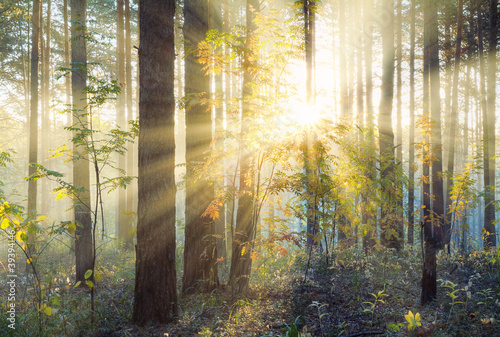 Sunset in the forest