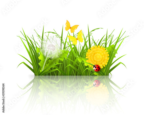 Summer grass