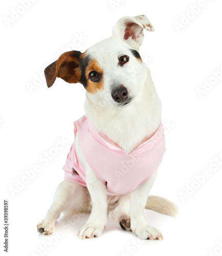 Jack Russell seduto photo