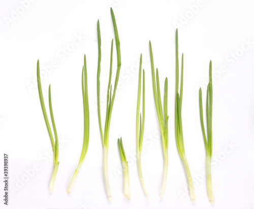 Green Onion on white