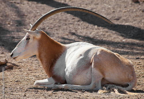 resting Scimitar Oryx