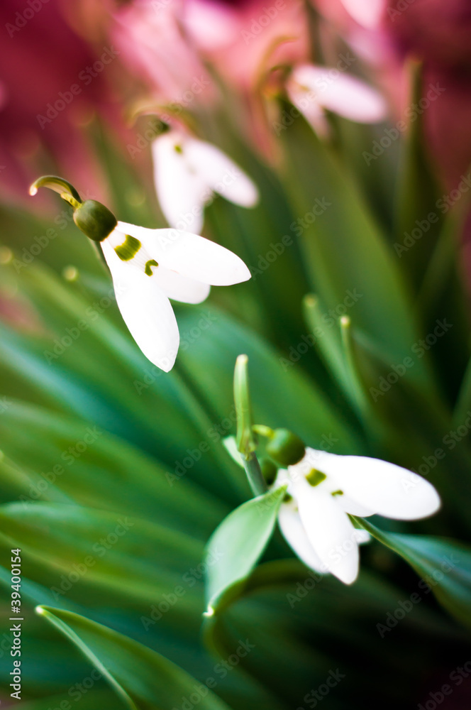 snowdrop flower closeup. spring background snowdrop flower closeup. spring background