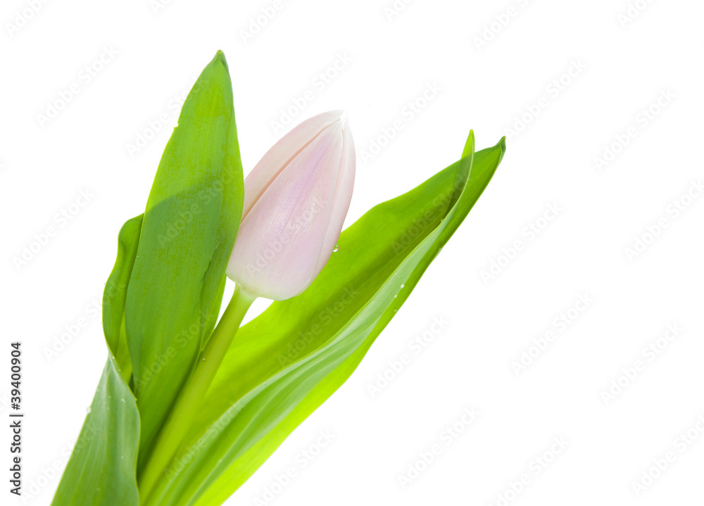 Fototapeta premium Tulip on white