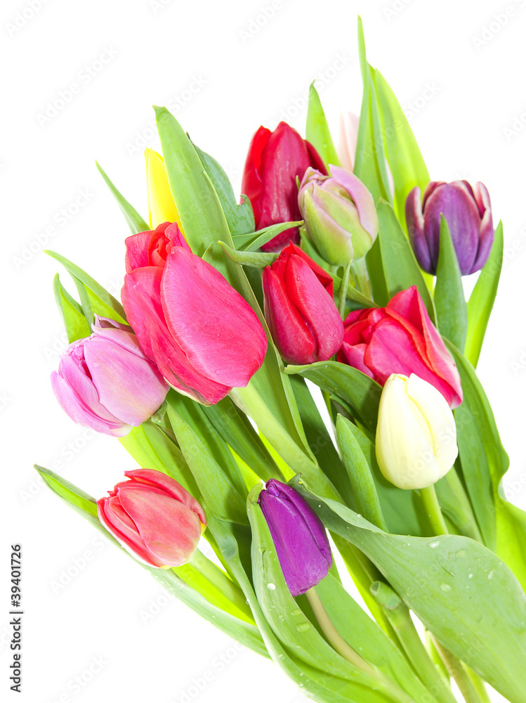 Fototapeta premium Tulip on white
