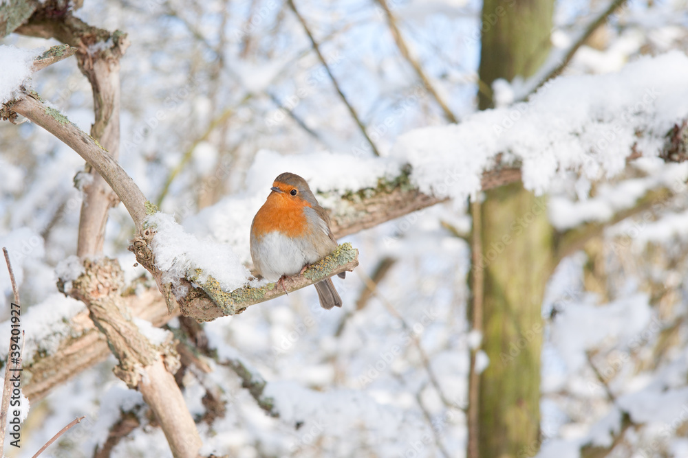 Robin redbreast perched on a branch Robin redbreast perched on a branch