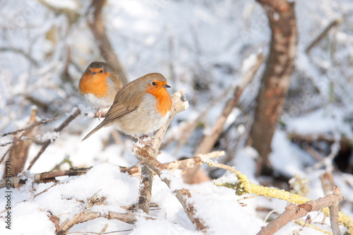 Robin redbreasts sitting in snow