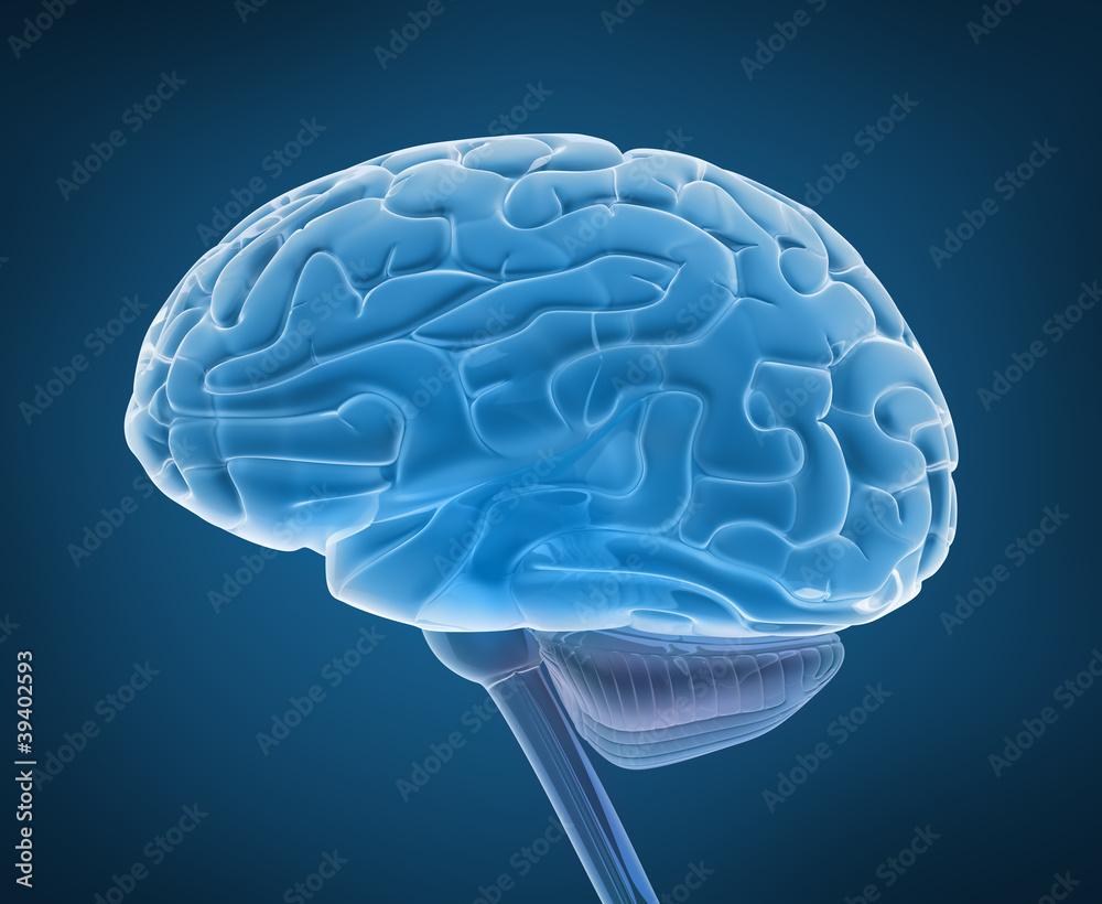 Human brain and spinal cord in x-ray view Human brain and spinal cord in x-ray view