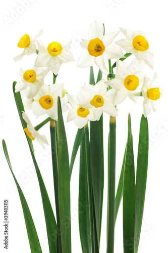 Fototapeta Naklejka Na Ścianę i Meble -  Narcissus isolated on white background