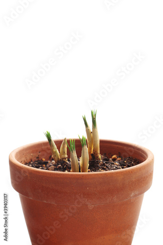 New sprouts of crocus in flowerpot