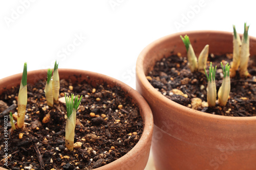 New sprouts of crocus in flowerpot